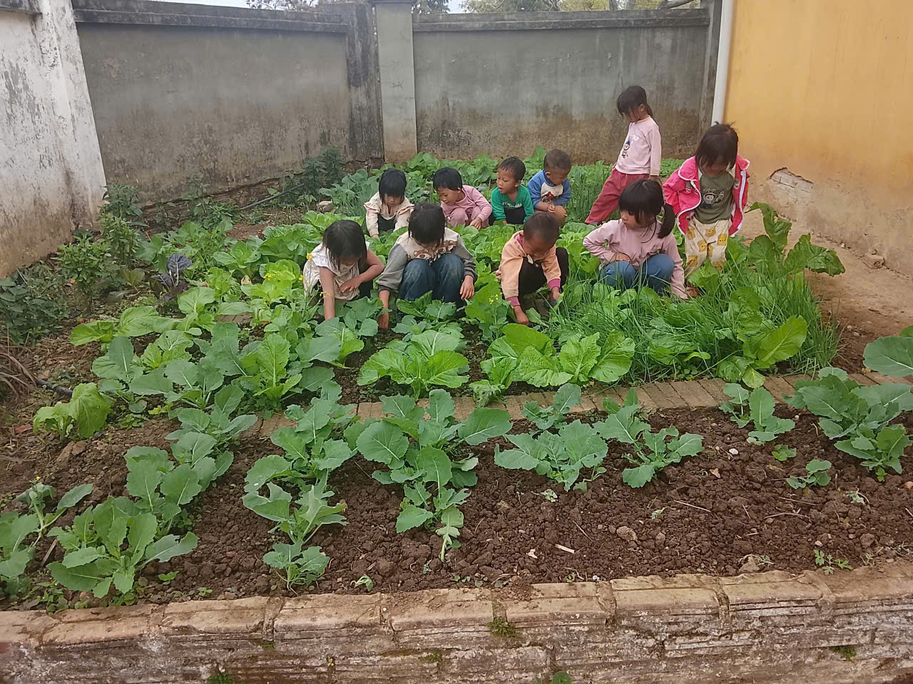 Trẻ chăm sóc vườn rau